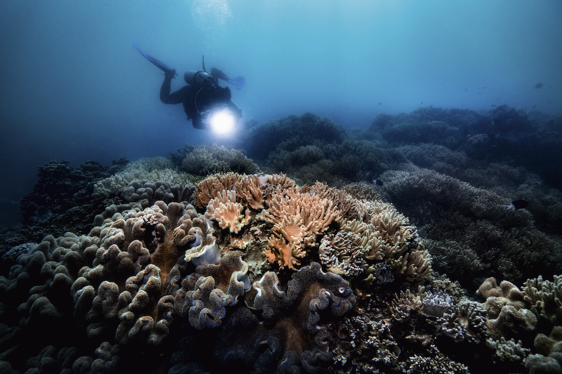 Oris-Great-Barrier-Reef-Limited-Edition-III-Watch