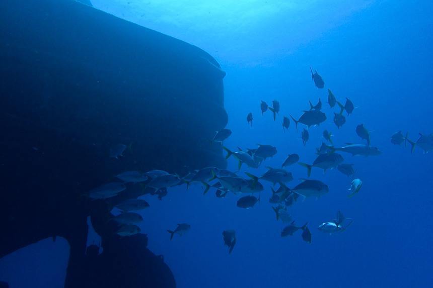 Oris-diving-grand-cayman-zach-30