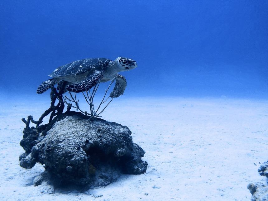 Oris-diving-grand-cayman-zach-35