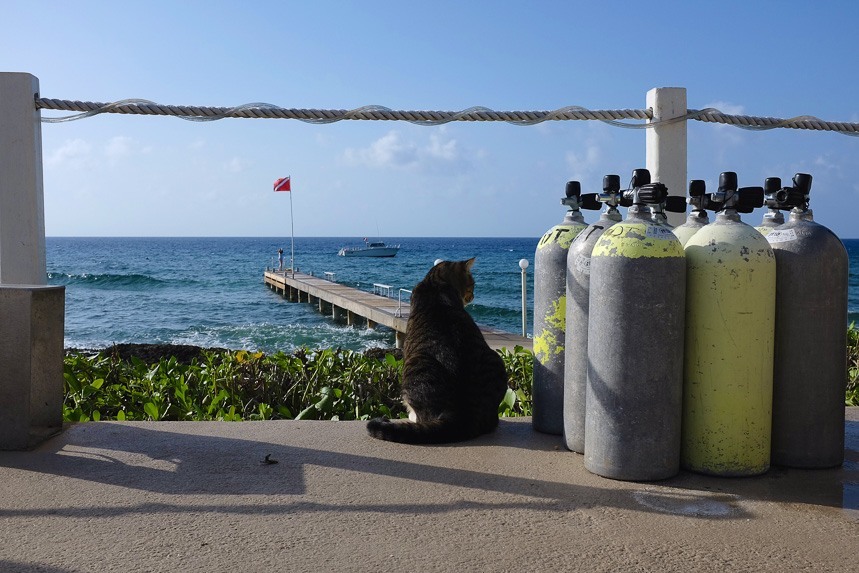 Oris-diving-grand-cayman-zach-9