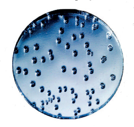 Parmigiani ProofTag Bubbles